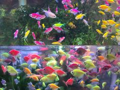 -双季花艺园艺市场(浦东店)