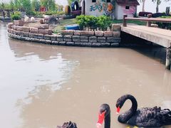 -鹅湖玫瑰文化园