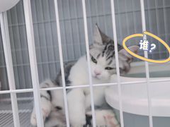 -翊宠yipet猫狗购宠庄园犬舍•猫舍