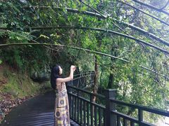 -江西阳明山国家森林公园