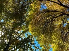 -三里屯东五街银杏大道