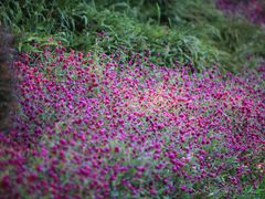 -博林天瑞喜来登酒店·西丽尚膳