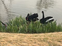 -荷兰花海