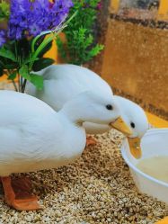 -神奇动物撸宠馆·羊驼·小浣熊·异宠(豫园店)