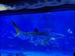 -烟台海昌鲸鲨海洋公园