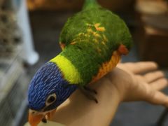 -吉丁鸟咖·异宠·寄养