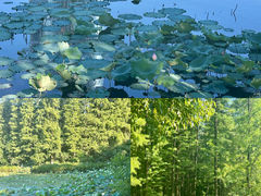 -艾溪湖湿地公园