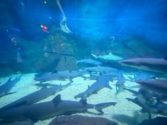 -烟台海昌鲸鲨海洋公园