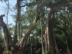 -瑞丽独树成林风景区