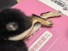 -爪吧宠物乐园 (温榆河示范区店)