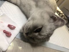 -宠颐生宠物医院·综合诊疗(先锋分院)