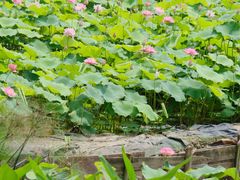 -广州莲花山旅游区