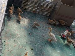 -前小桔亲子创意农场·草莓采摘·露营烧烤