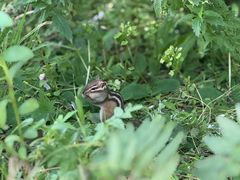 -五营红松林海景区