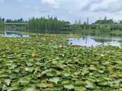 -白鹭湾湿地公园