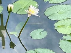 -石家庄市植物园