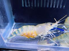 -白仁仔· 活烤海鲜 宵夜(豫园店)