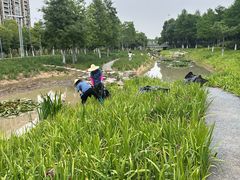 -皇粮浜湿地公园