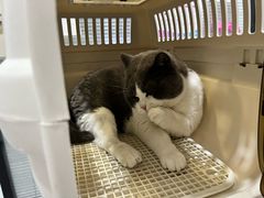 -四月宠物医院·猫专科·心脏专科·内科(转塘店)