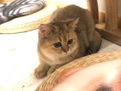 -飞行喵MR PILOT|猫舍·猫咖(静安大融城店)