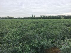 -金谷域澳洲庄园