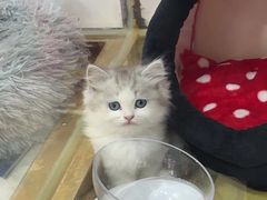 -糯米喵星人总部直营旗舰店·猫舍·幼猫出售