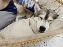 -Husky Go!哈士奇体验馆·宠物咖啡厅狗咖