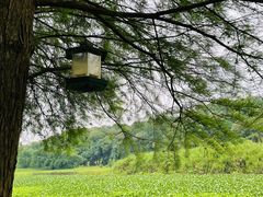 -南宁良凤江国家森林公园