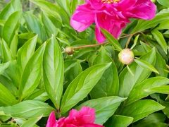 -黑龙江省森林植物园