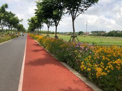 -上海长兴岛郊野公园