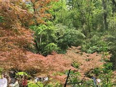 -岳麓山风景名胜区