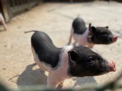 -前小桔亲子创意农场·草莓采摘·露营烧烤