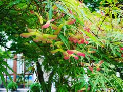 -宋庆龄幼儿园(虹梅路)