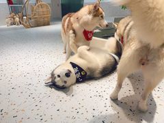-Husky Go!哈士奇体验馆·宠物咖啡厅狗咖