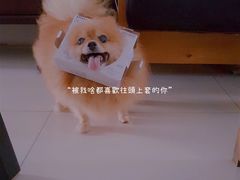 -彩虹桥宠物火化殡葬善终服务(金乐大厦店)