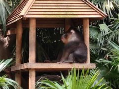 -广州长隆野生动物世界