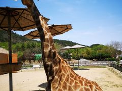 -青岛森林野生动物世界