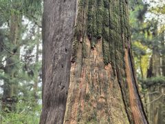 -天目山大树王景区