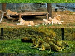 -北京野生动物园