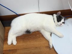 -喵zoo家庭繁育猫舍(尖东智能花园店)