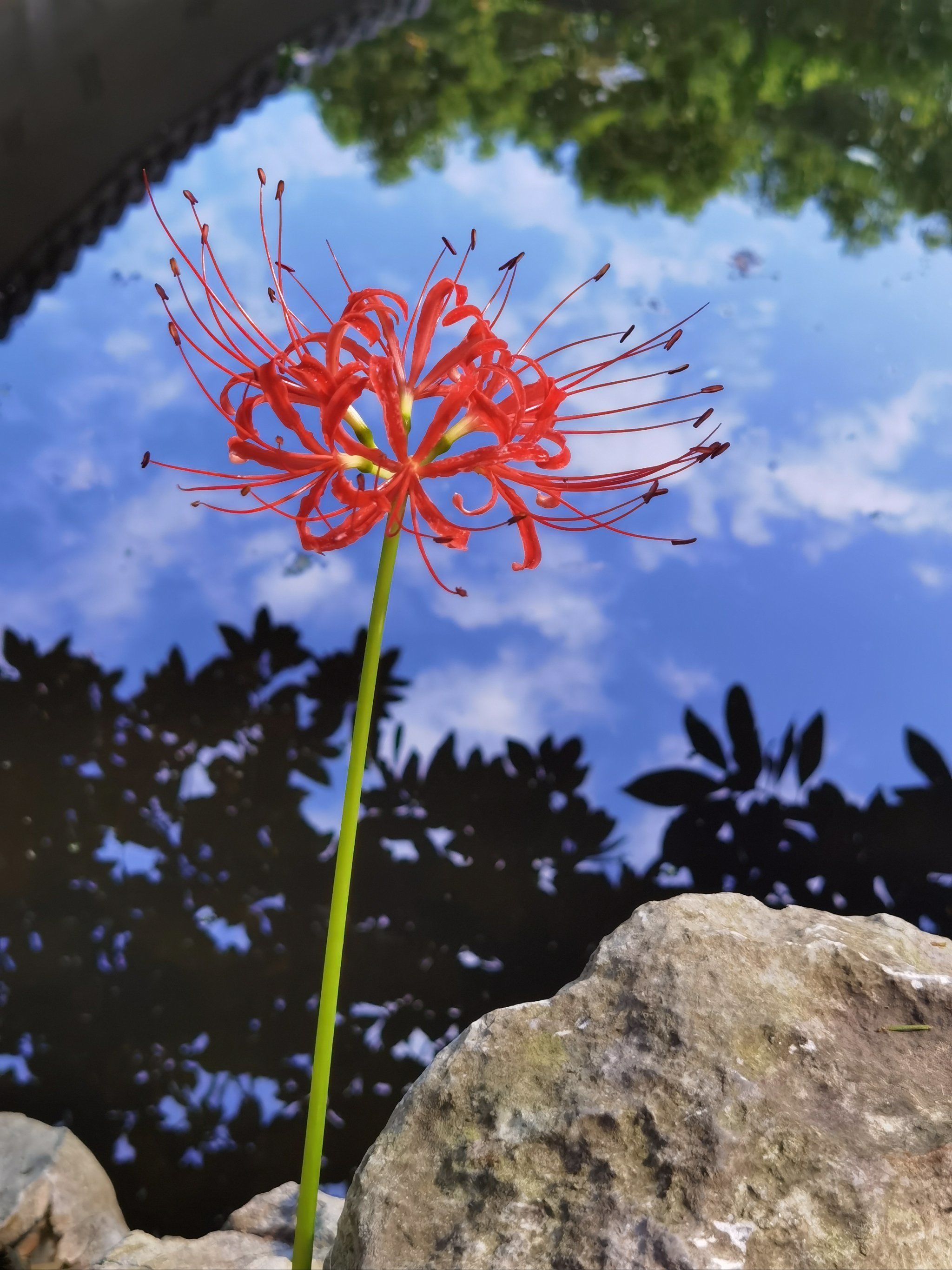 蓝天白云下的彼岸花,耀眼而又别致