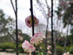 -南山植物园