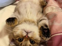 -momokira米努特·德文卷毛猫·棉花面纱犬