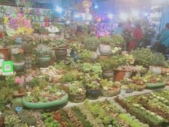 -大自然花鸟鱼虫市场