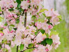 -海棠花溪(元大都城垣遗址公园)