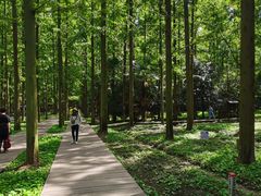 -东平国家森林公园