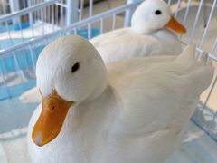 -怪兽屋·羊驼·猫咖·狗咖(俊华广场店)