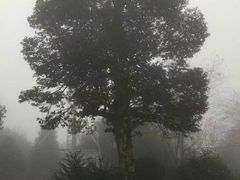 -九龙江国家森林公园