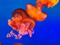 -太平洋海底世界