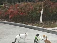 -点蹄擂椒猪脚饭(天虹汇一城店)